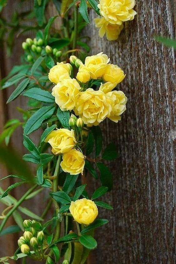 New The Best Garden Ideas