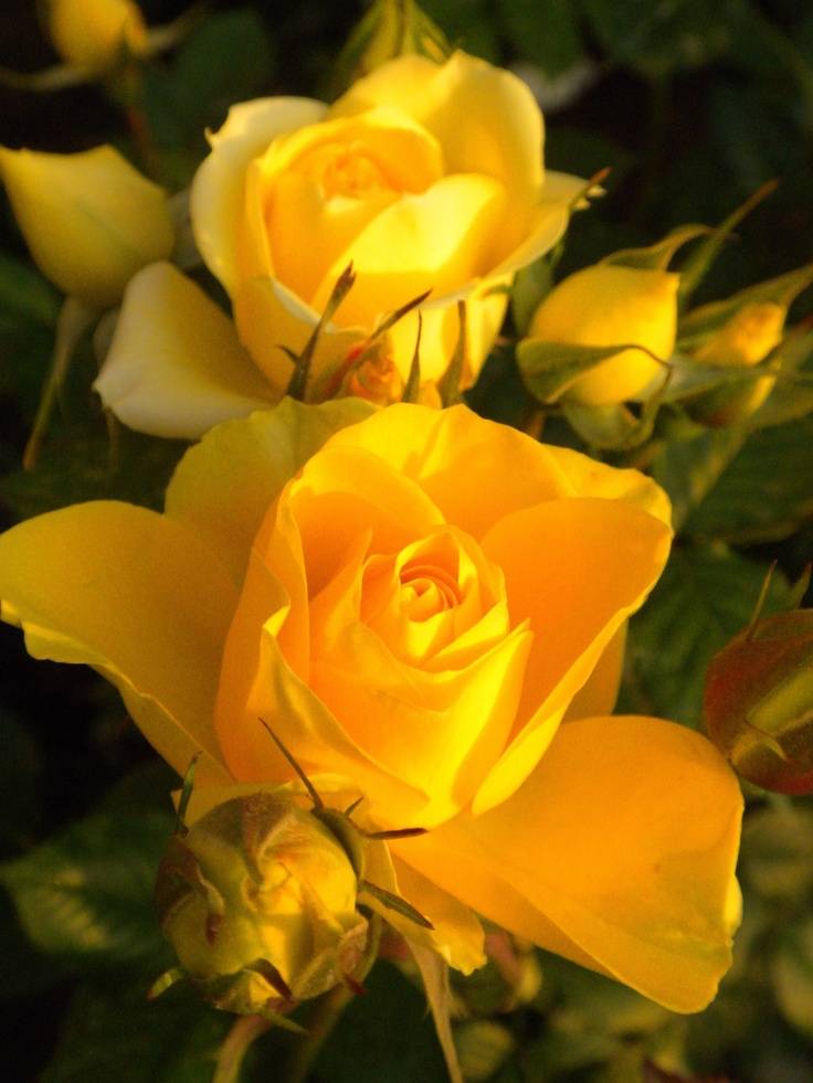 Your Yellow Rose
