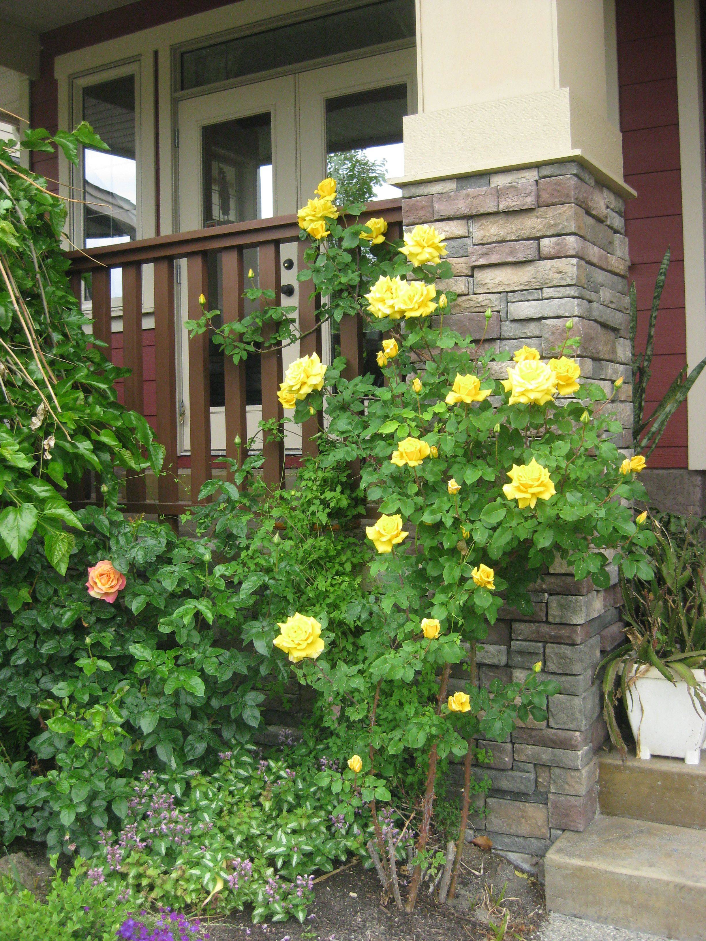 Yellow Climbing Roses