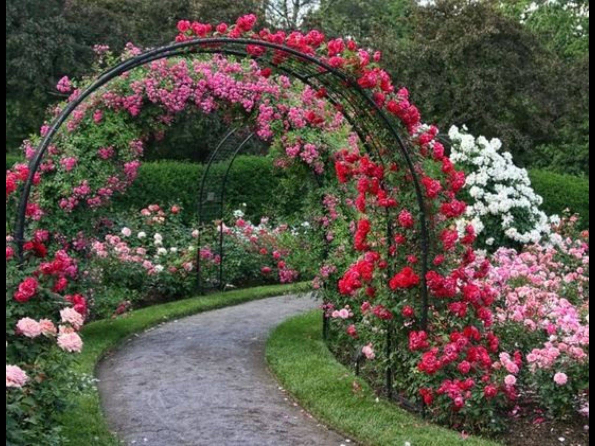 A Rose Garden