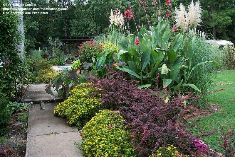 Mikes Backyard Nursery Garden