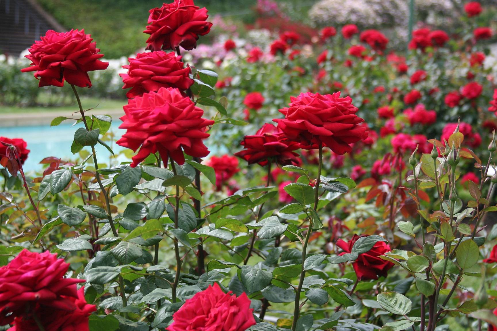Kanoya Rose Garden