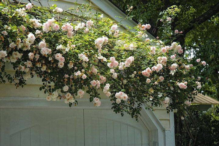 Japanese Barberry Rose Glow