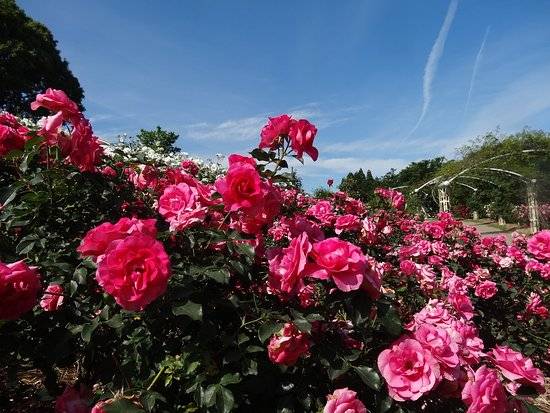 A Wisconsin Garden Gem