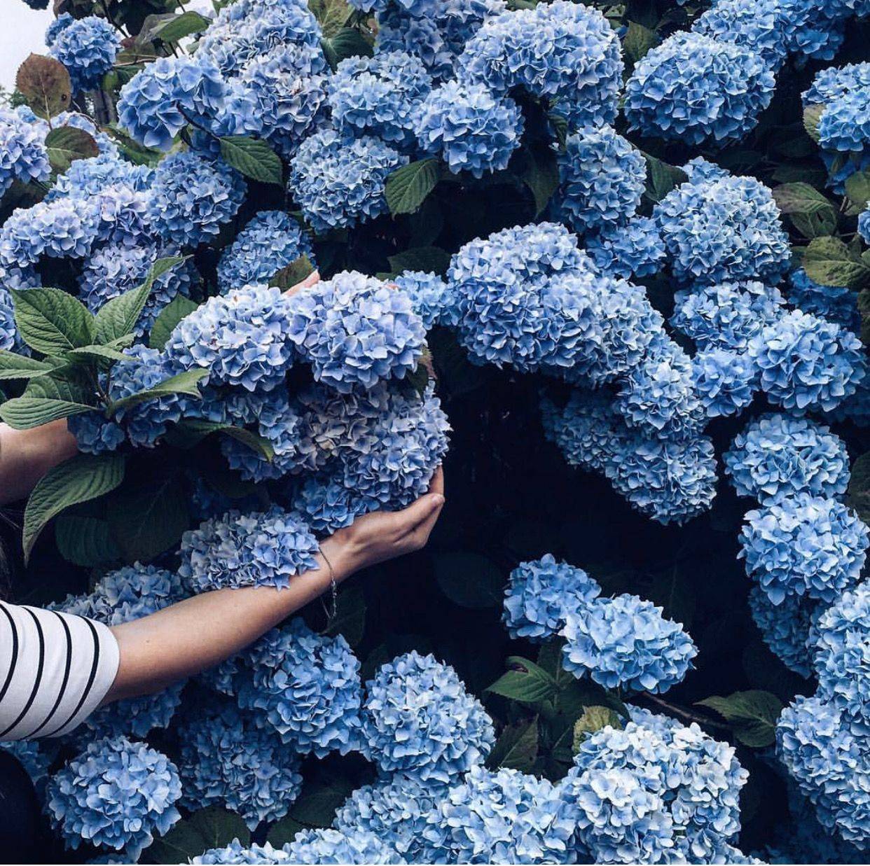 Most Beautiful Blue Flowers