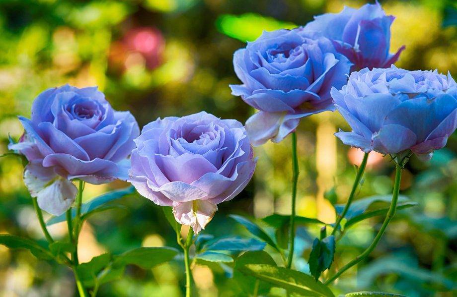 Superb Rose Garden Photos