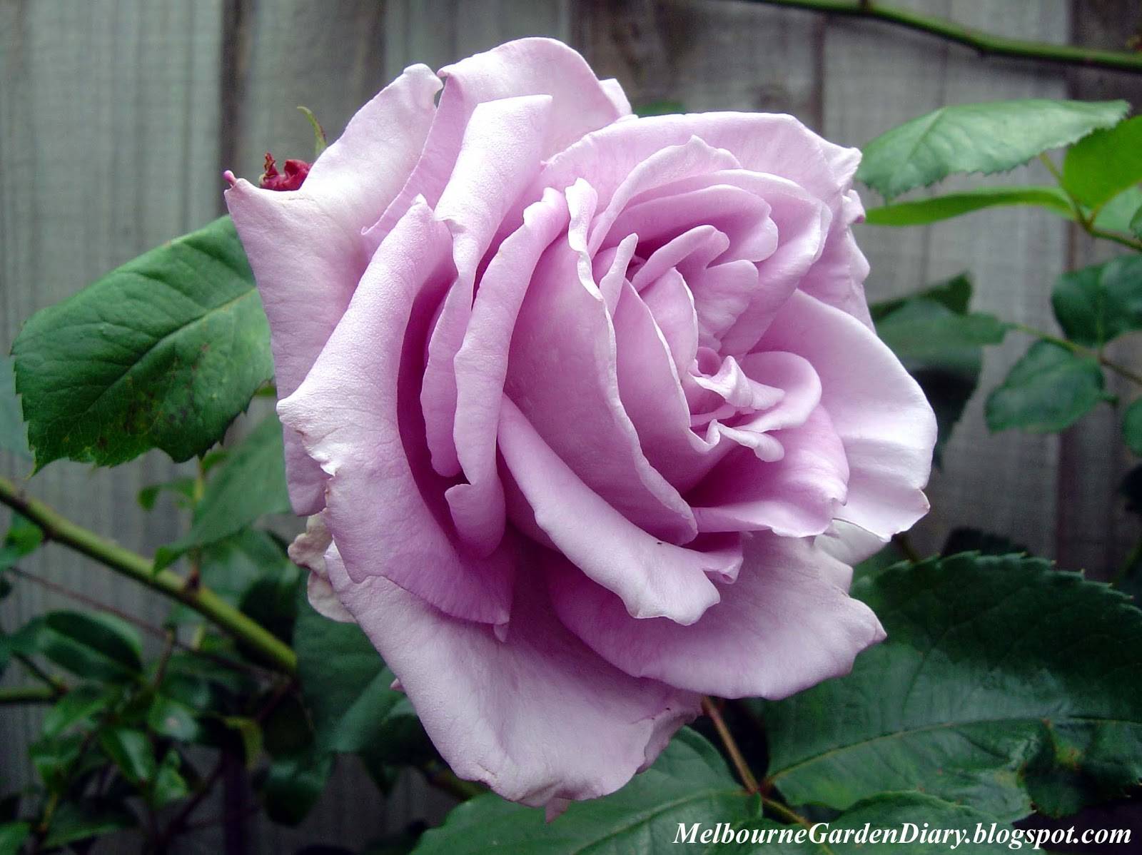 Most Beautiful Flowers