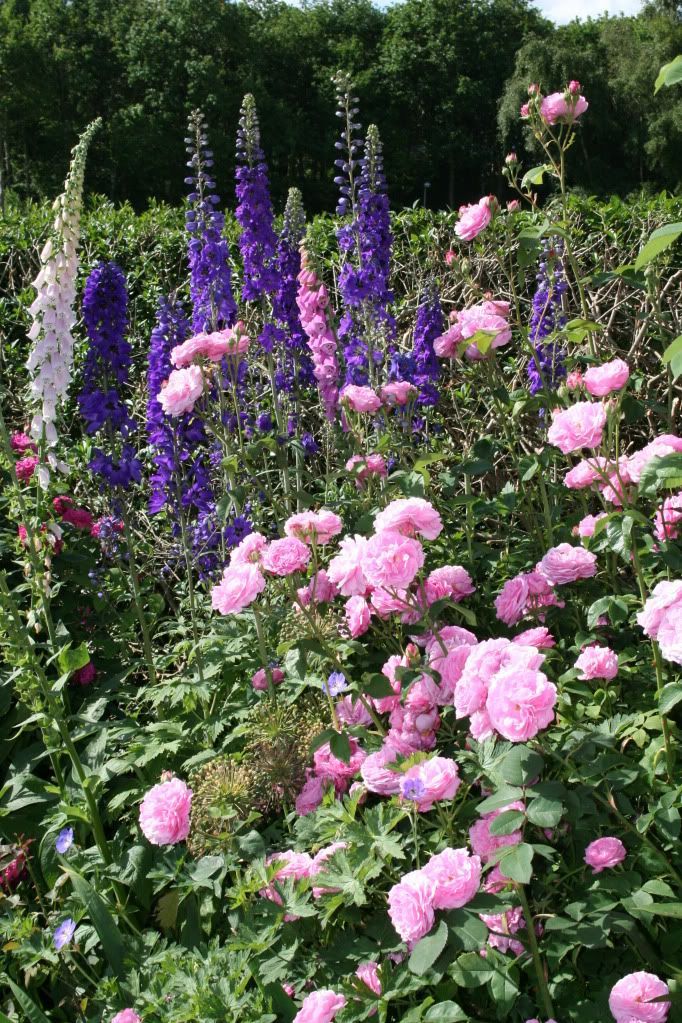 Design Rose Garden