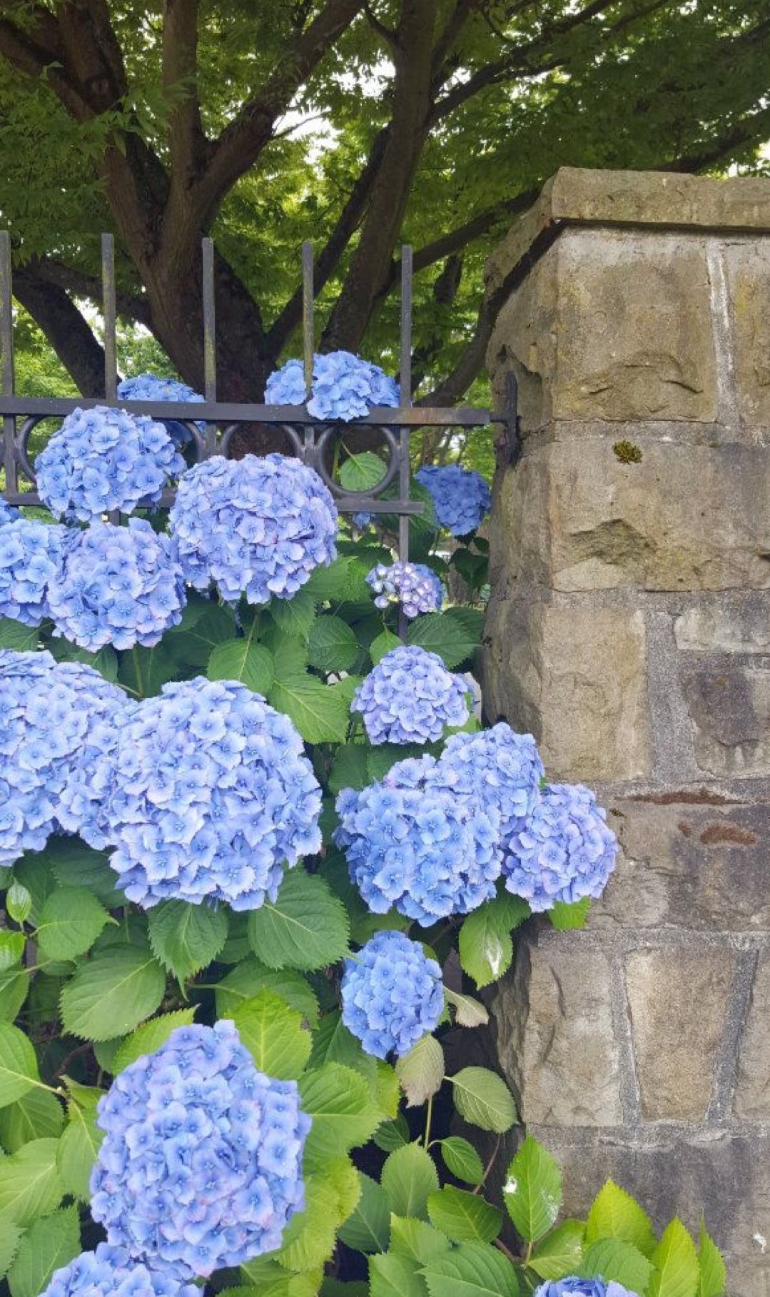 Blue Pinterest Rose Buds