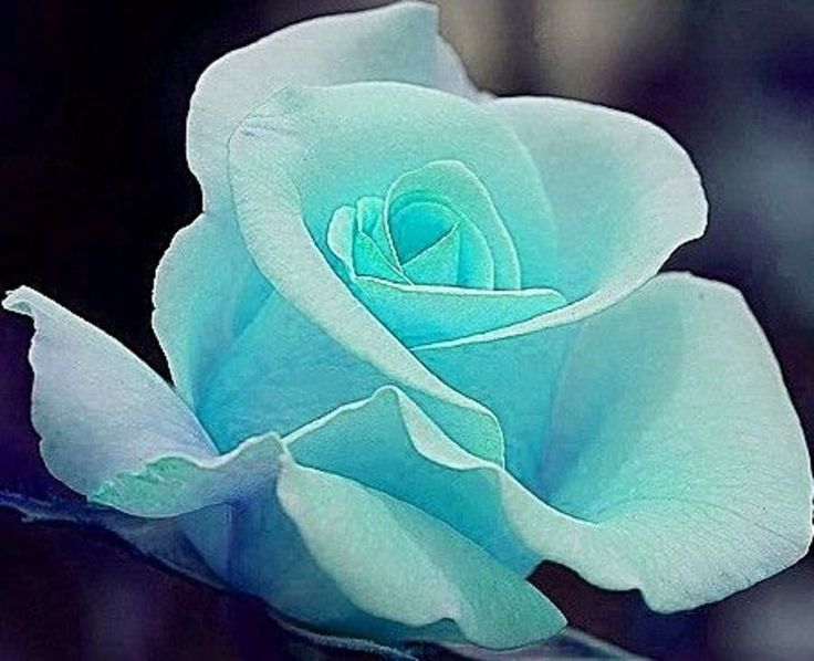 The Most Beautiful Blue Flowers