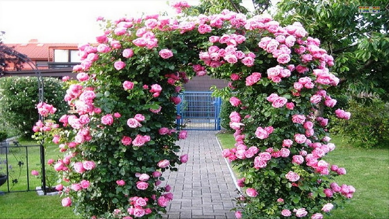 Real Black And Royal Blue Roses