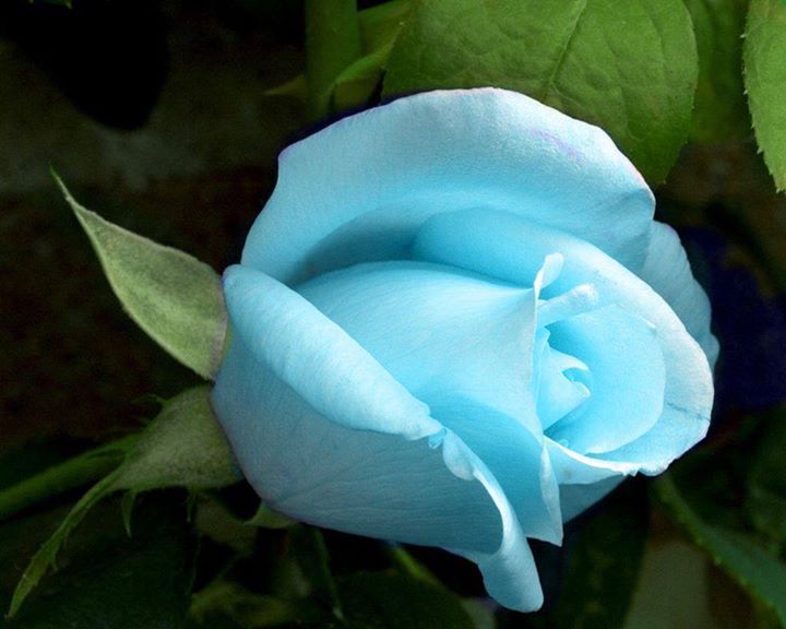 The Blue Roses