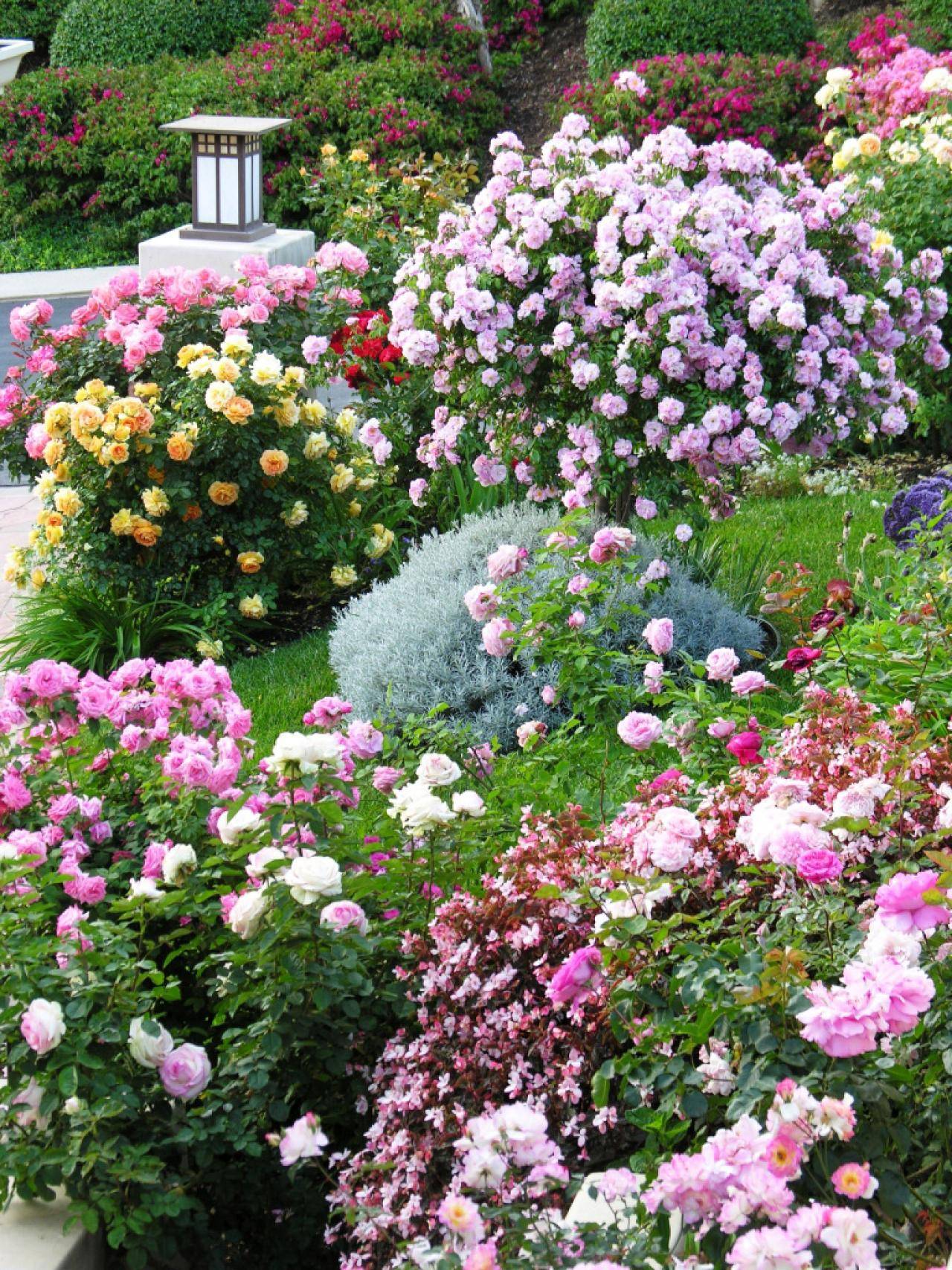 Attractive Beautiful Rose Gardens Photos