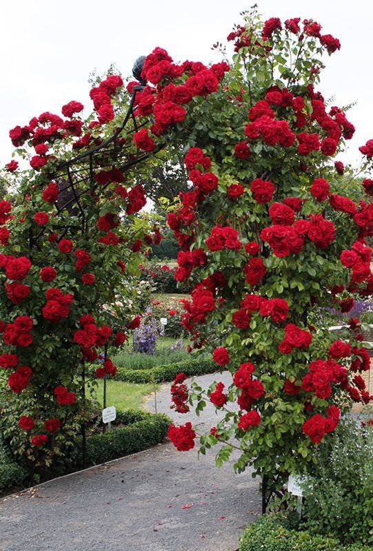Red Eden Climbing Rose