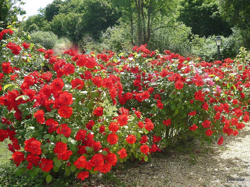 The Rose Hertfordshire