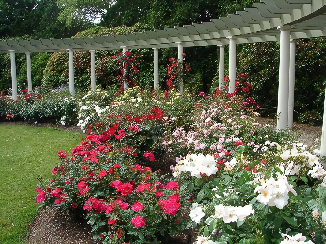 Wonderful Rose Garden