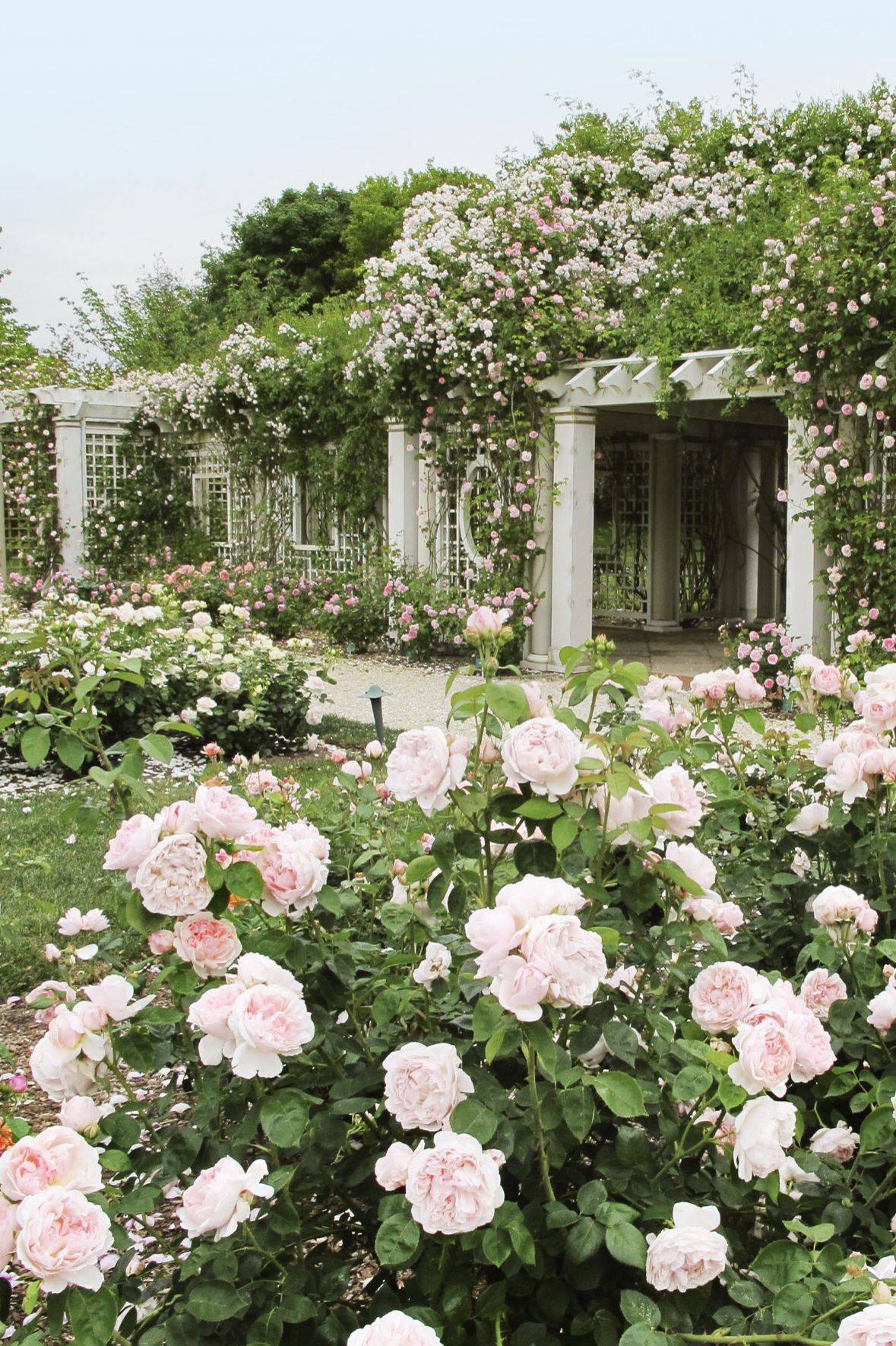Rose Garden Designs