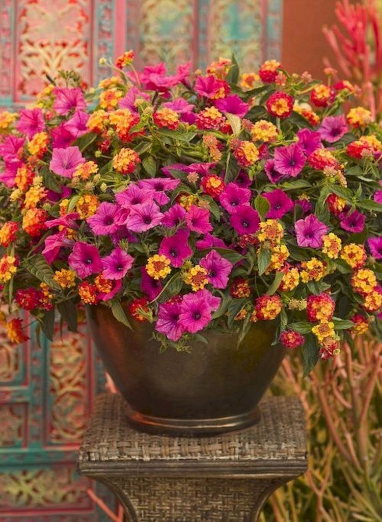 Fresh And Beautiful Summer Container Garden Flowers Ideas