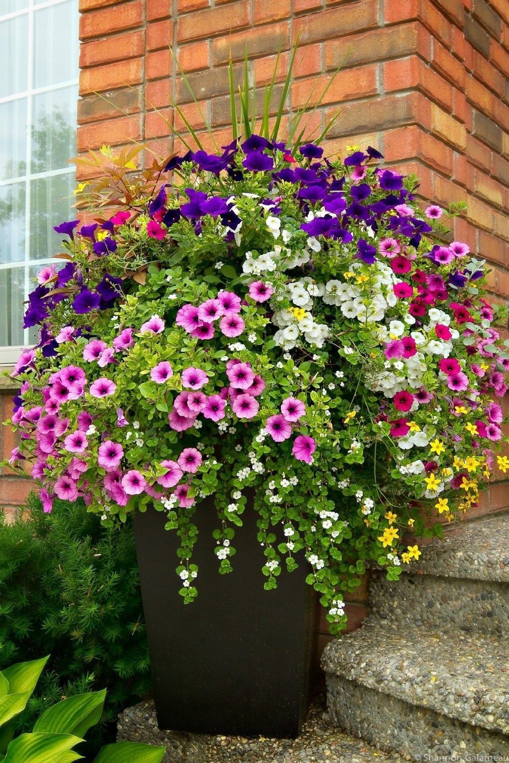 Summer Flower Garden Border Ideas