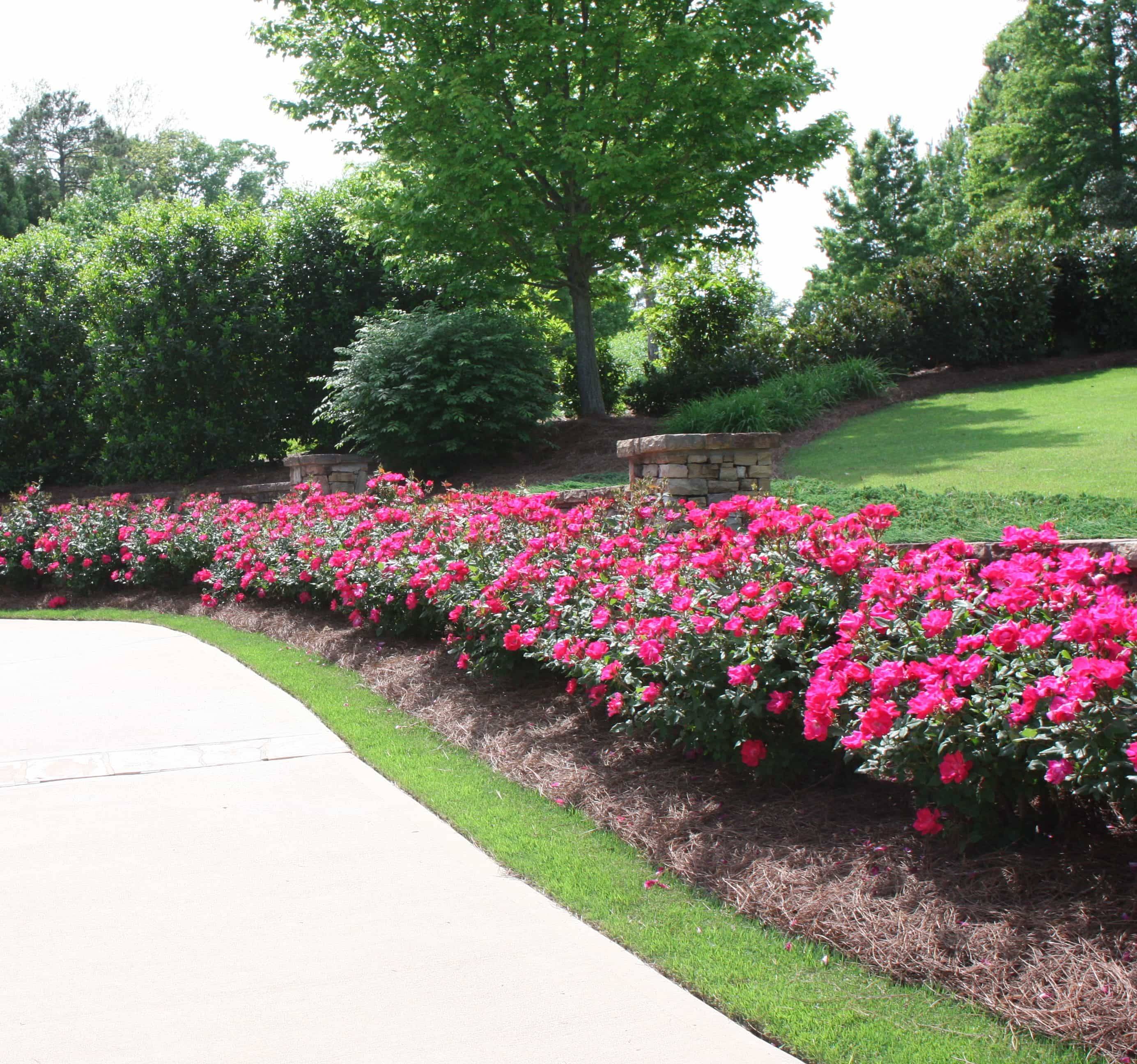 Beautiful Side Yard Garden Path Design Ideas Tiered Garden Rose