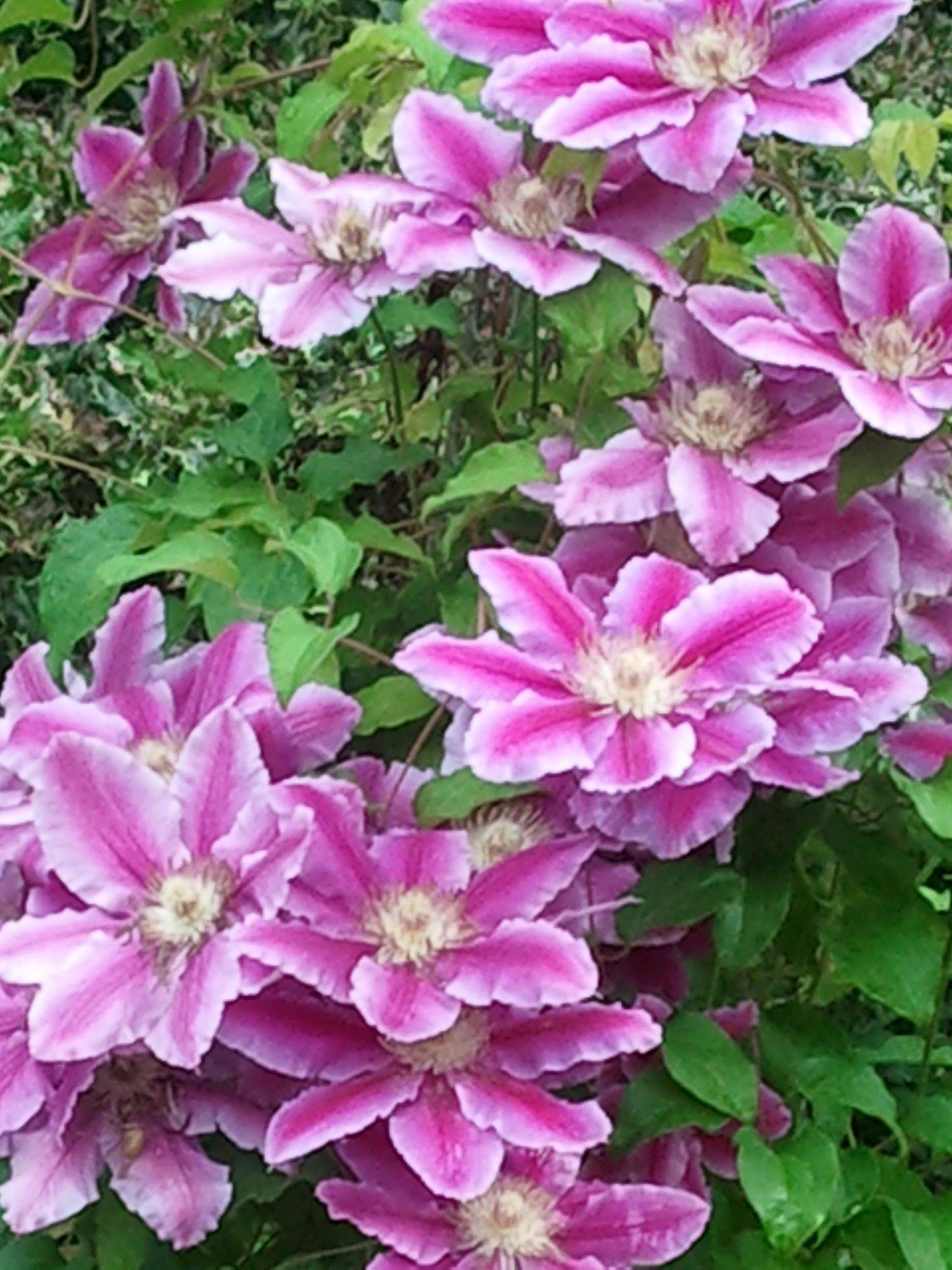 Clematis Garden Projects