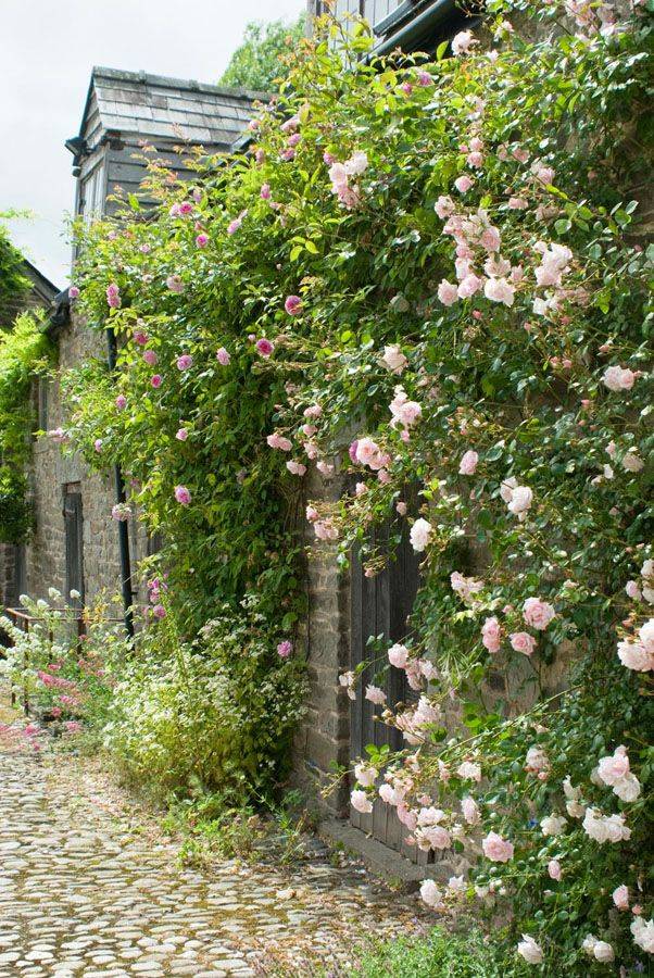 Climbing Roses