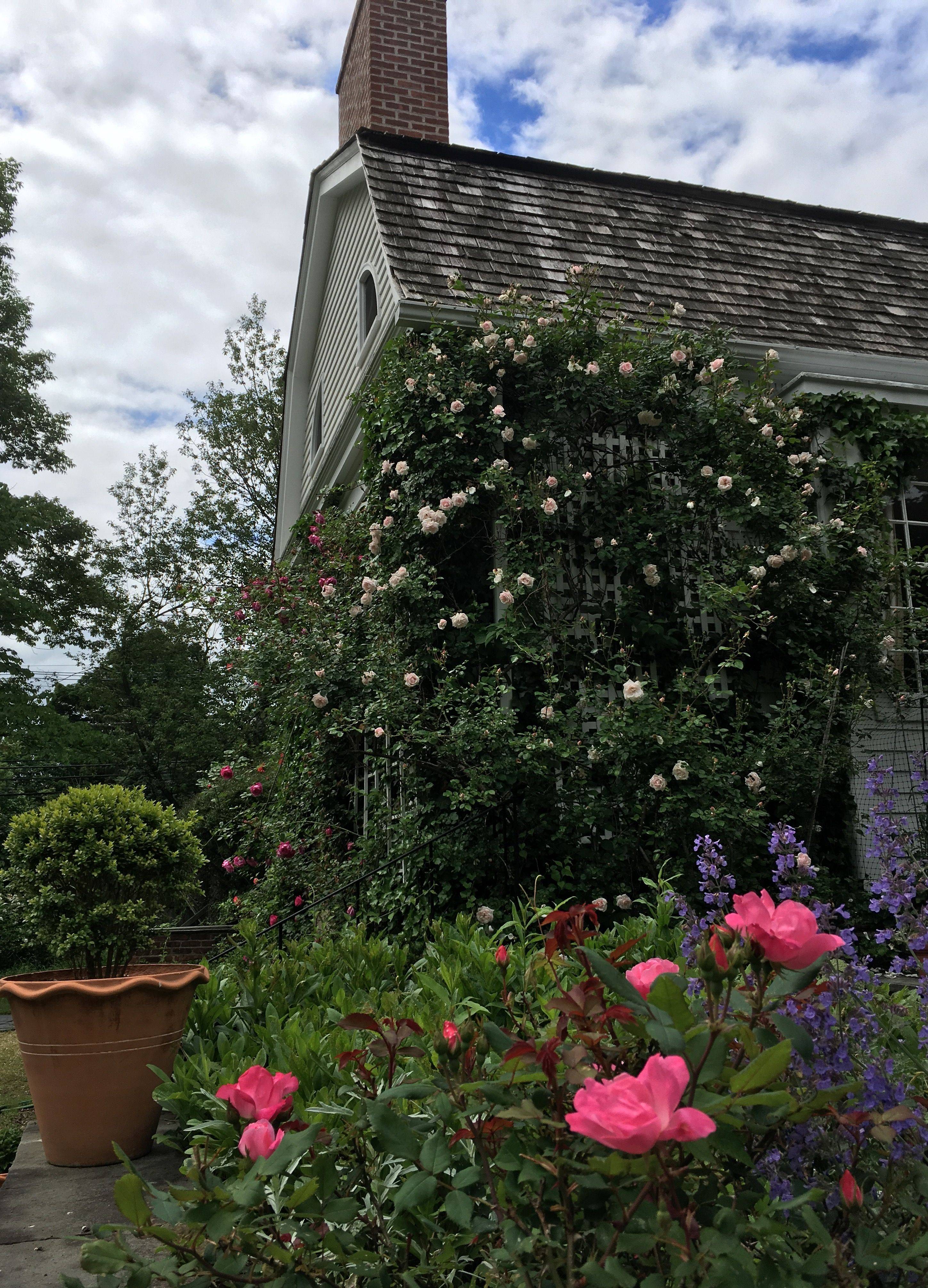 Cottage Farms Direct Climbing Roses