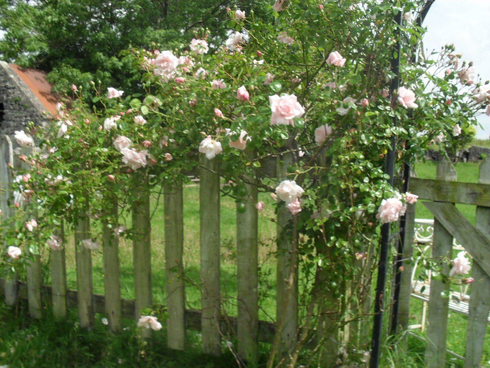 Climbing Roses Trellis