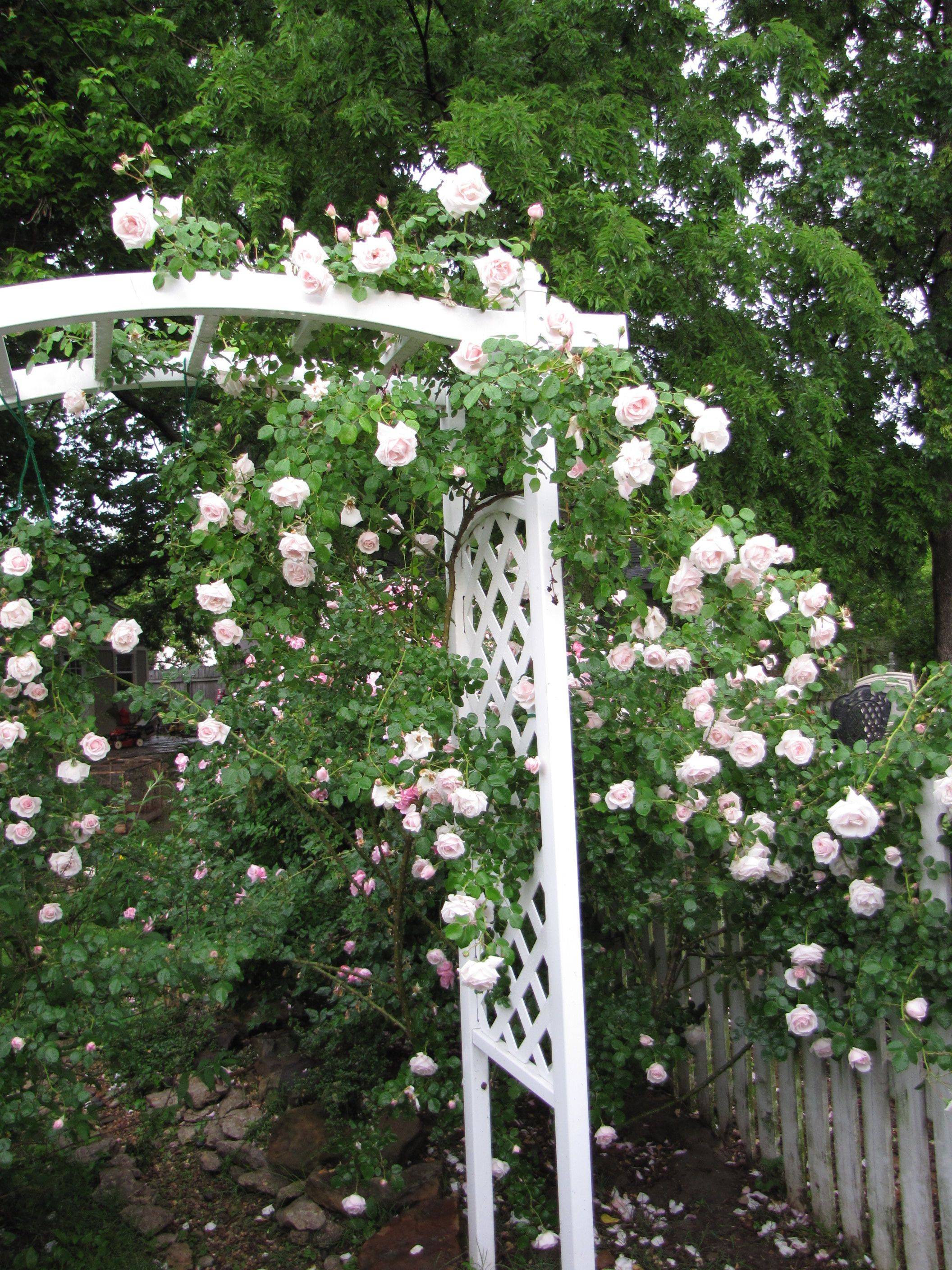 Climbing Roses Trellis