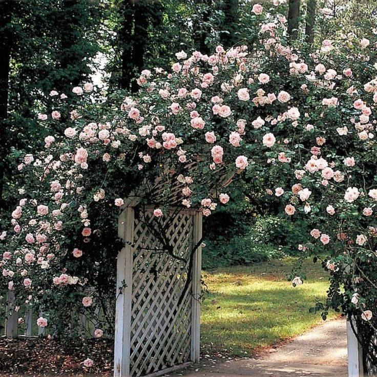 Lattelisa Garden Design