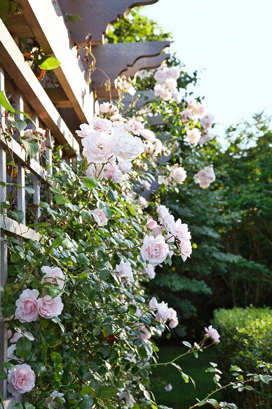 New Dawn Climbing Roses