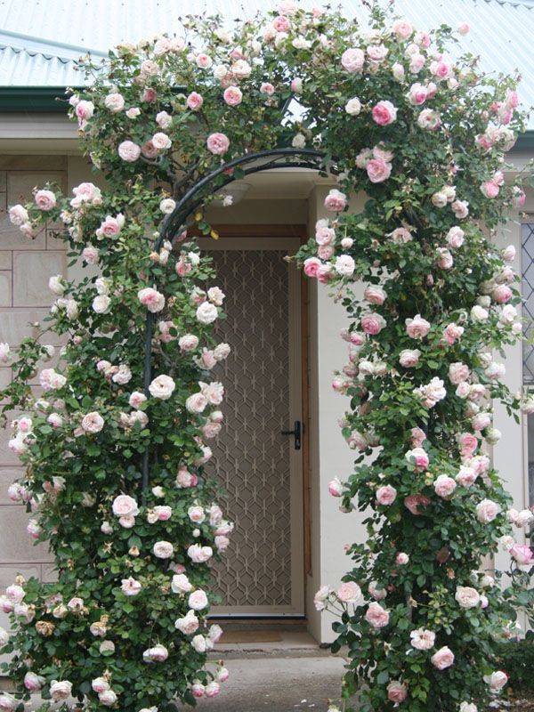 New Dawn Climbing Roses