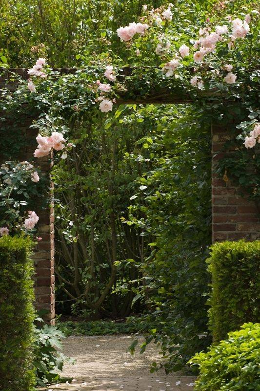 Climbing And Flowering Vines