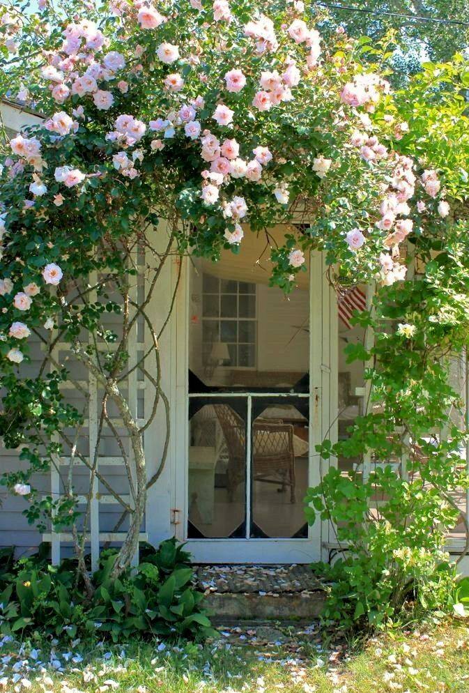 Climbing And Flowering Vines