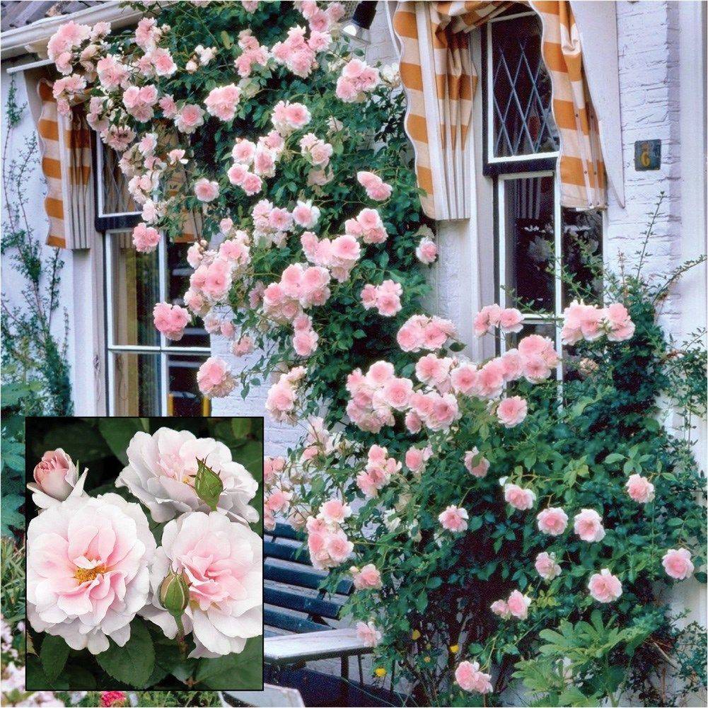 Growing Climbing Roses