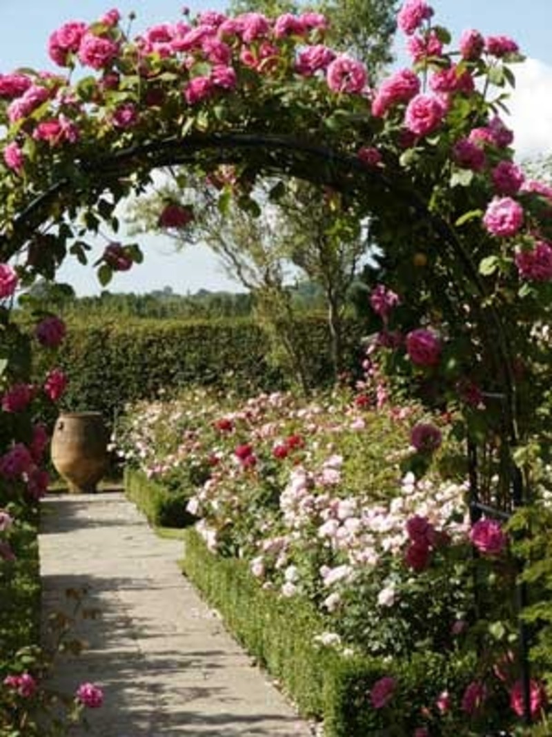 Beautiful Walkway Rose Garden Design