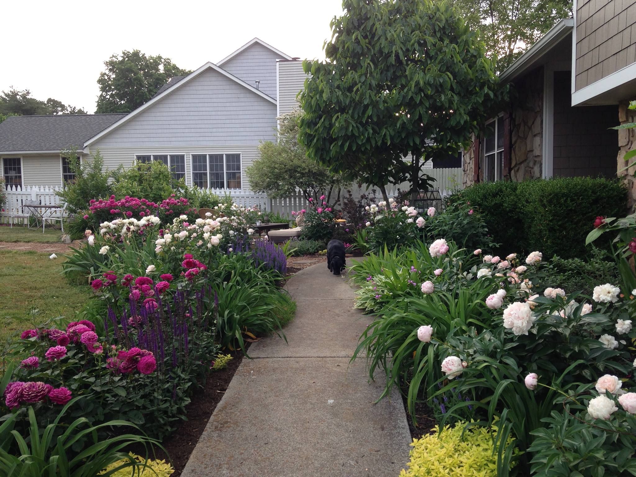 Lovely Rose Garden