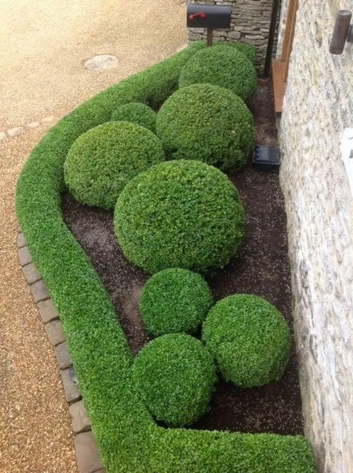 Boxwood Boxwood Landscaping