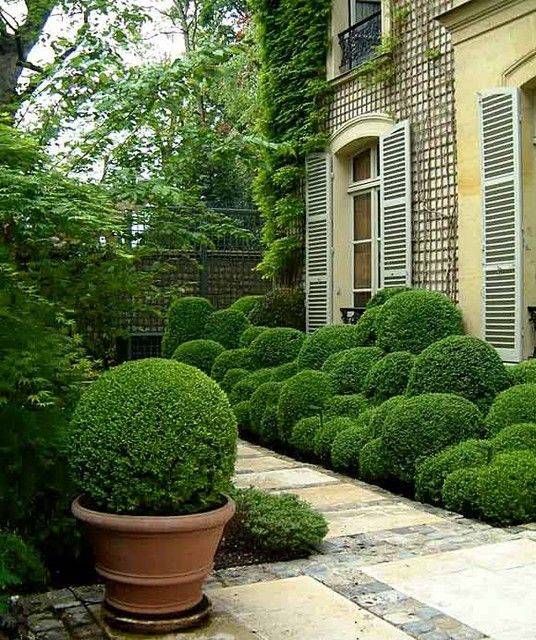 Boxwood Hedges