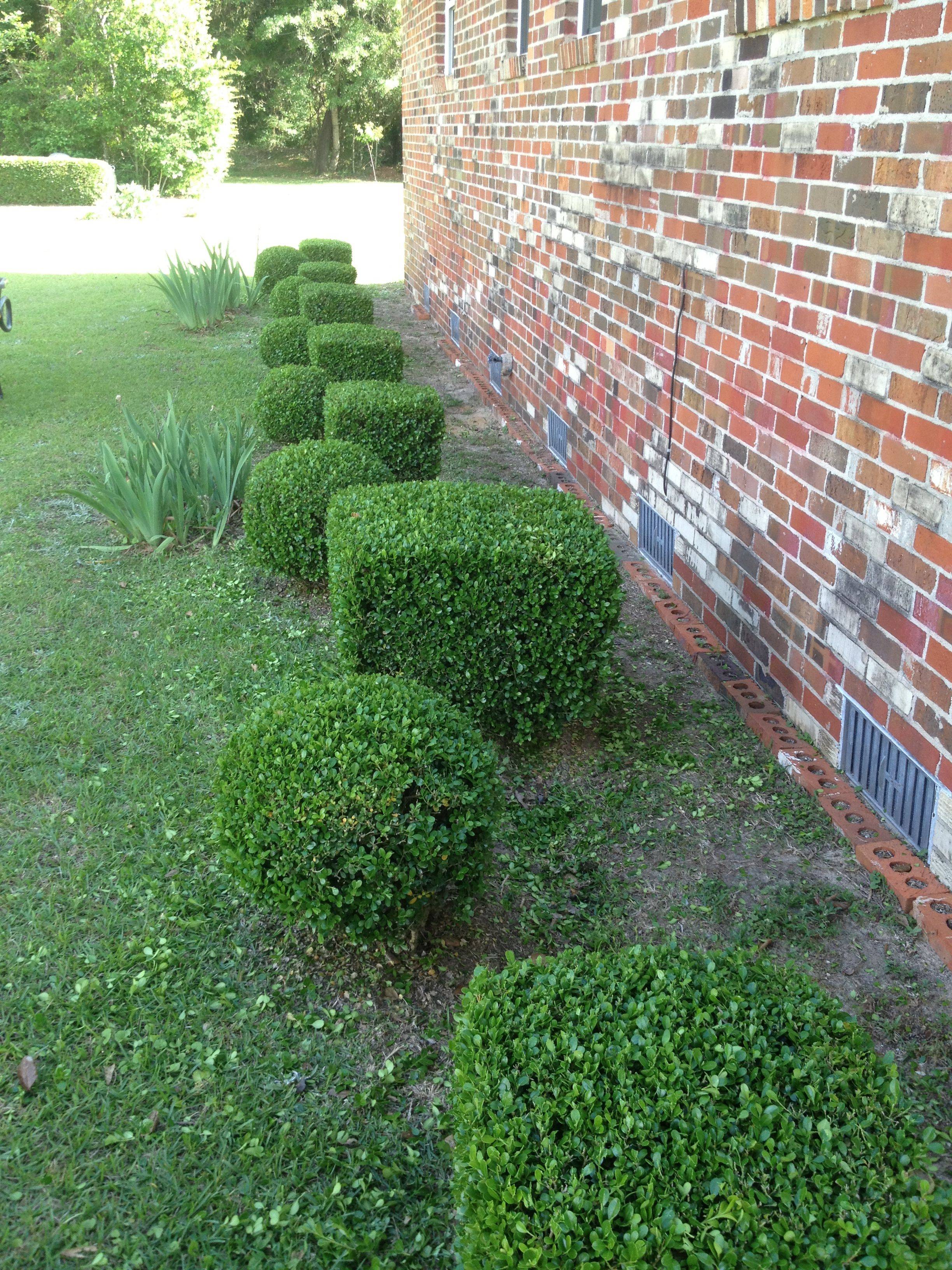 Topiary Trees