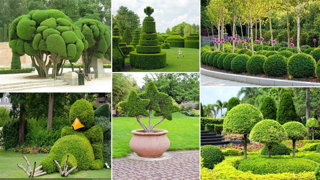 Marvellous Topiary Ideas Live Diy Ideas Backyard Landscaping