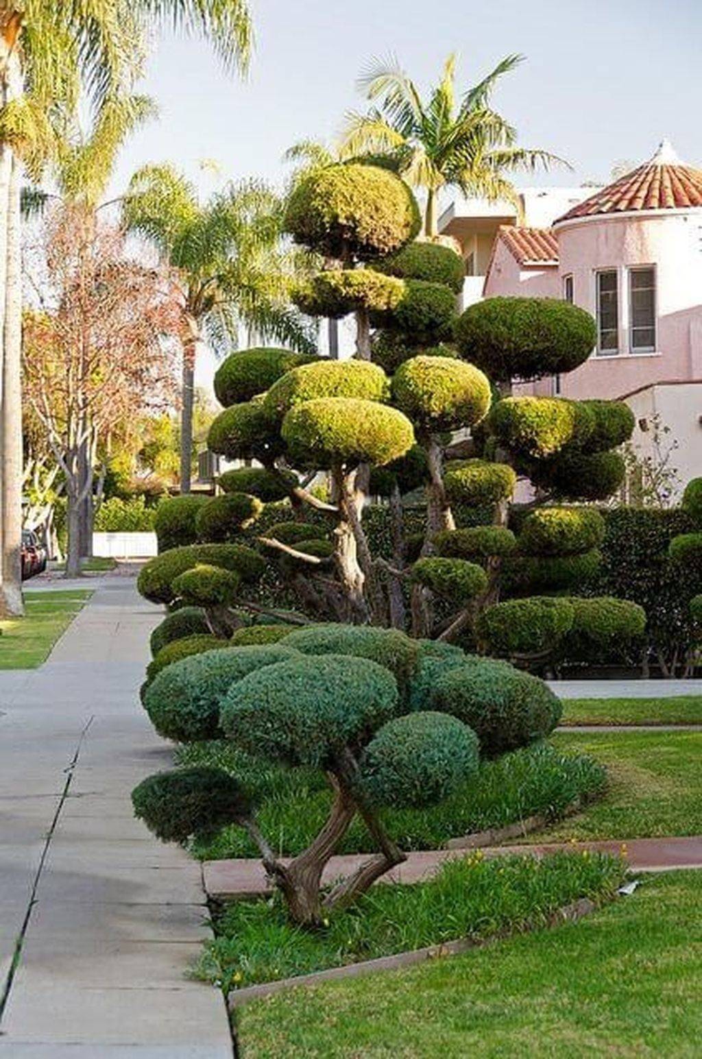 Stunning Topiary Trees