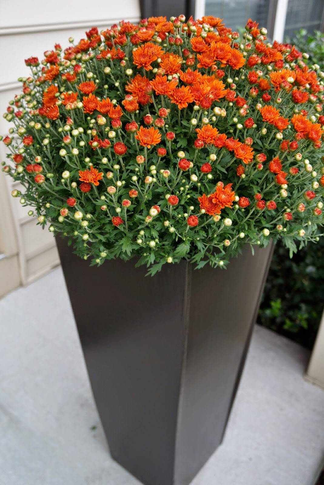 Container Pots Flowers Ideas Container Gardening Flowers