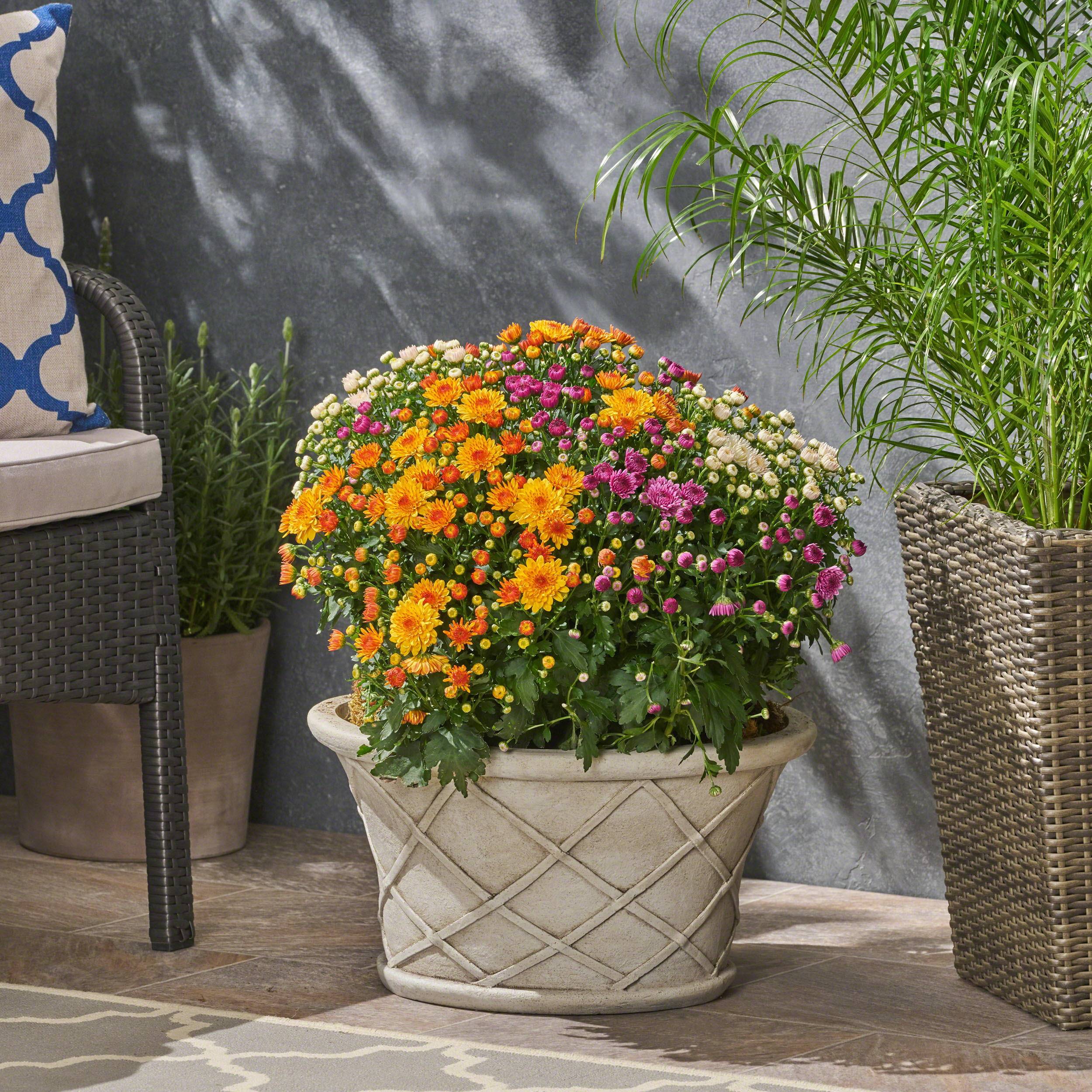 Beautiful Container Garden Flowers Ideas