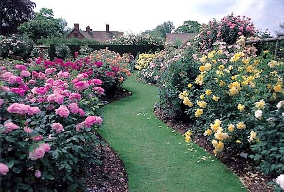 Wonderful Bougainvillea Trellis Ideas