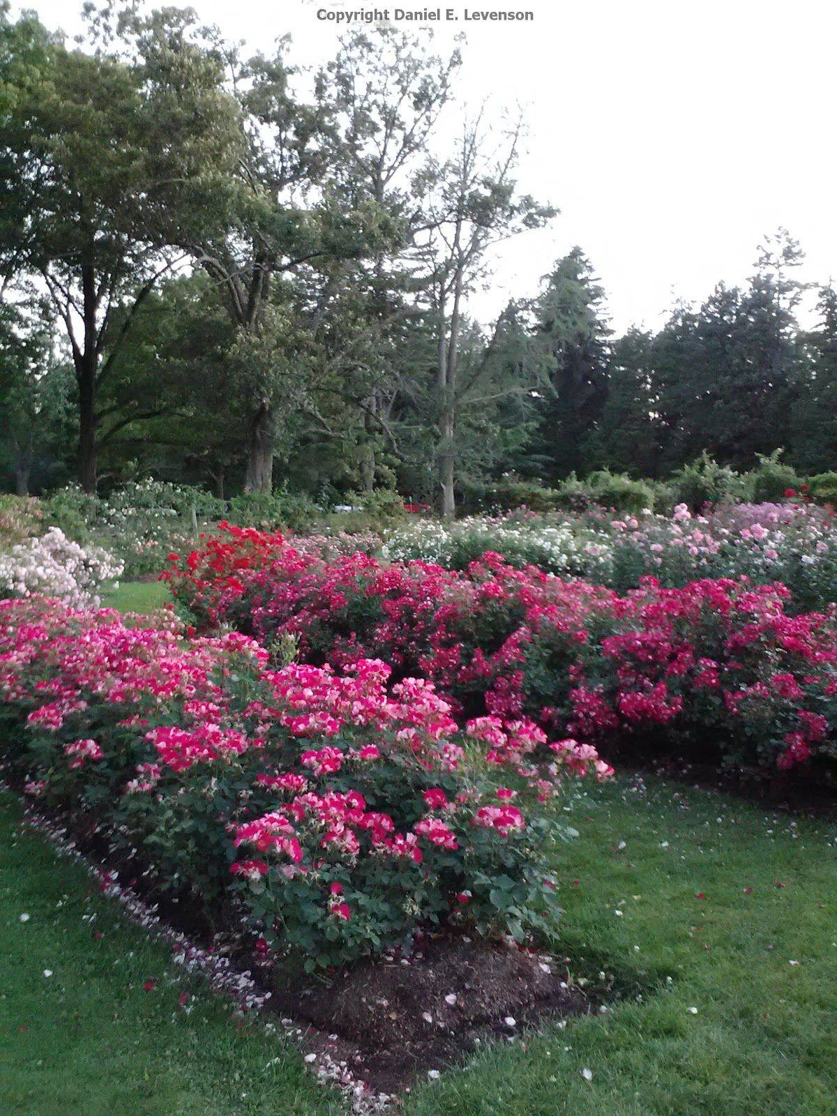 Gorgeous Rose Garden Ideas Photo Inspiration Garden Tabs