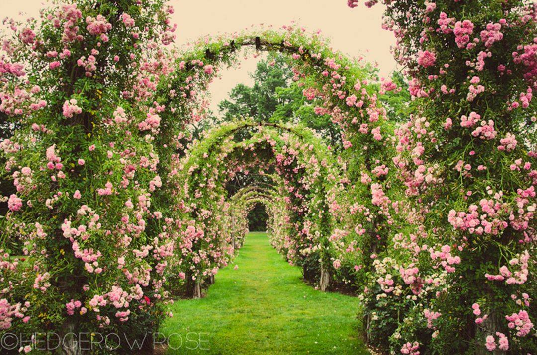 Amazing Backyard Rose Garden Ideas