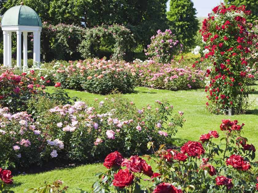 Great Idea Awesome Garden Rose Flower Ideas