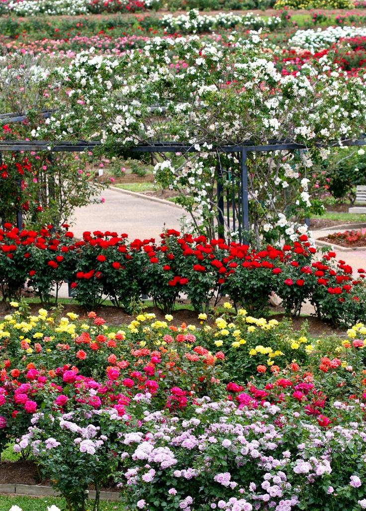 A Rose Garden Best Garden