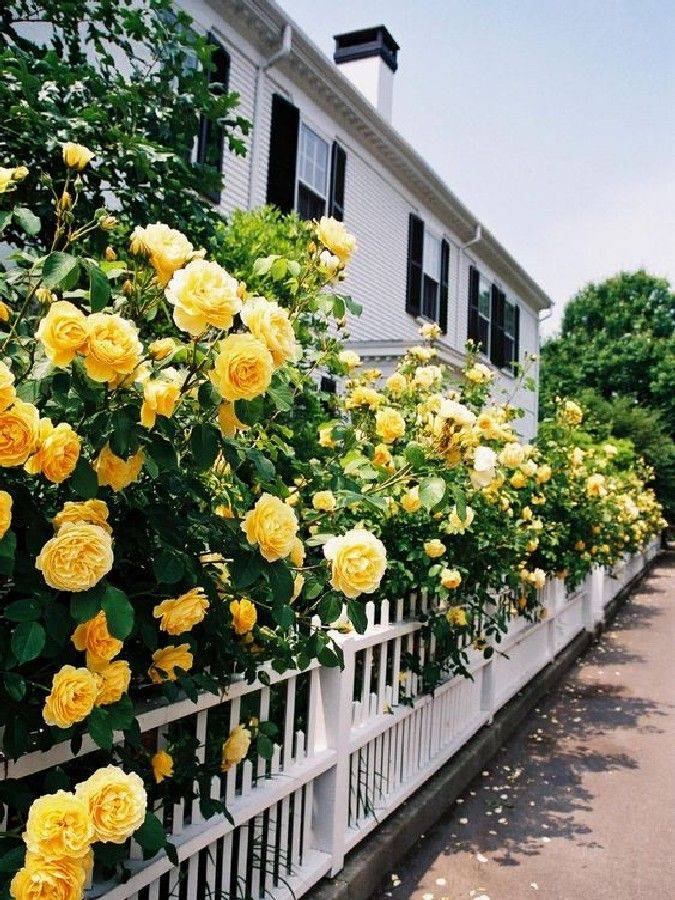A Beauty Ideas Rose House